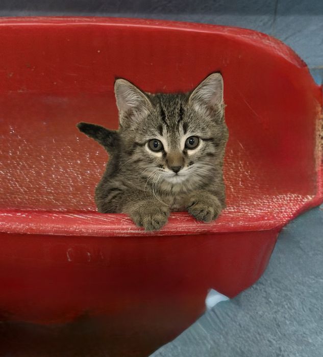 Милые котята 2 меяцев