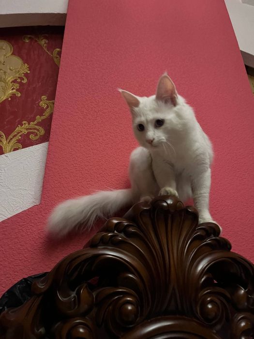 Toza zotli Turk angorasi