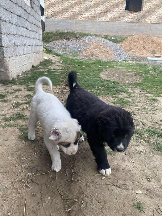 Күшік иттер собаки