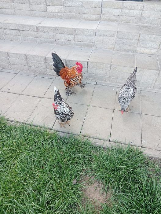 Vând ouă mătase japoneza