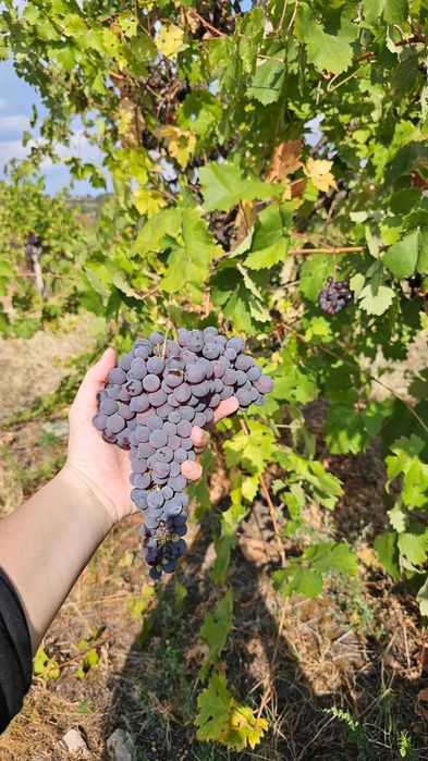Продавам грозде Памид