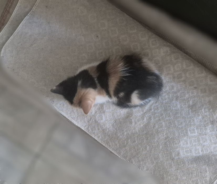 Отдам котенка девочку бесплатно