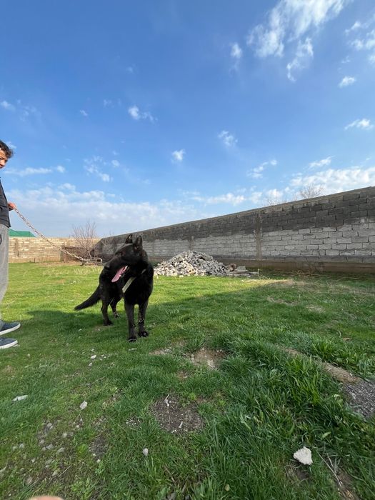 Немецкая овчарка