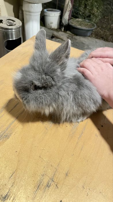 Вязка кролика породы ангорский кролик