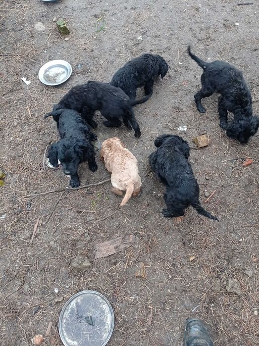 Продавам чистокръвни кокер шпаньоли на 3 месеца