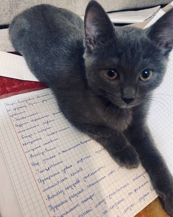 Продам котенка, кошку