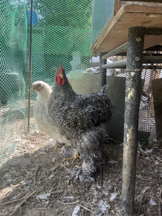 Продам молодых петухов кохинхин