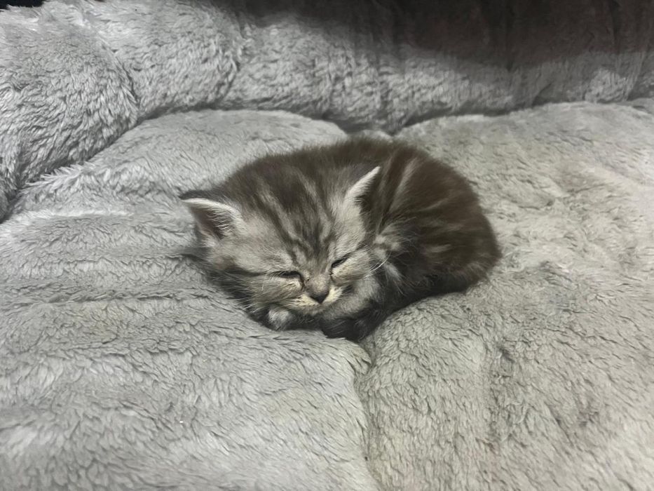 котёнок, скоттиш страйт