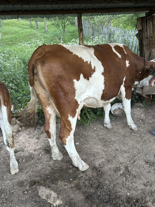 Vand vaca baltata