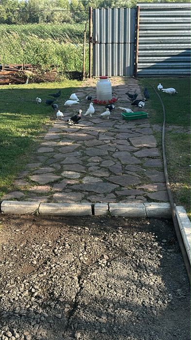 Голуби породы Бакинец.