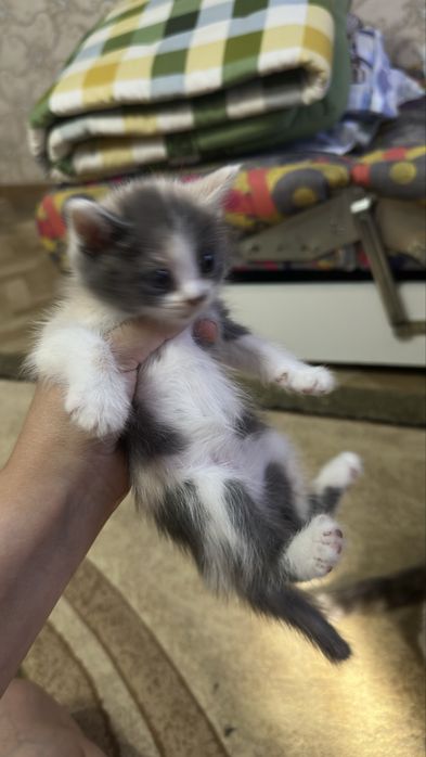 Отдам котят в хорошие руки