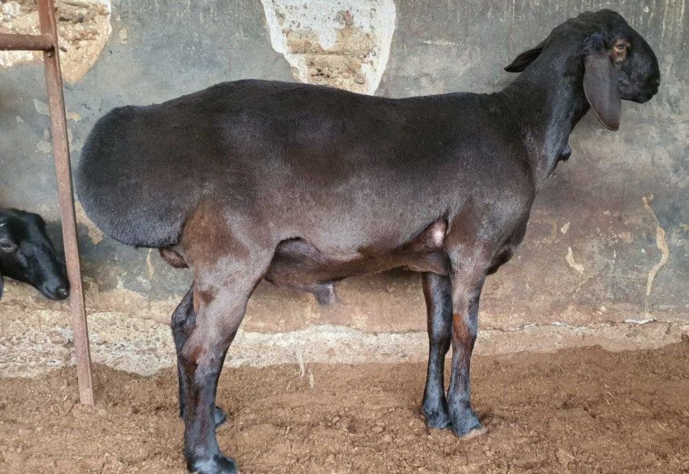 Baxmal tumani Hisori qo'ylari