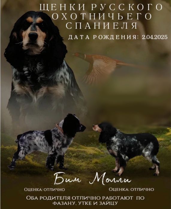 Русский спаниель мальчик