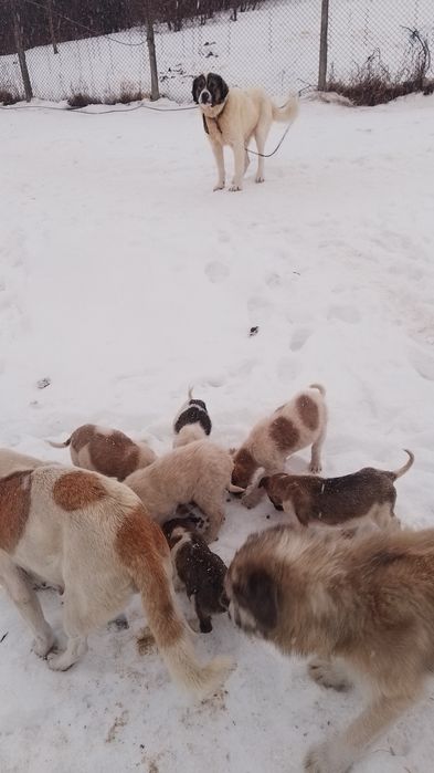 Donez căței kangal ciobănesc
