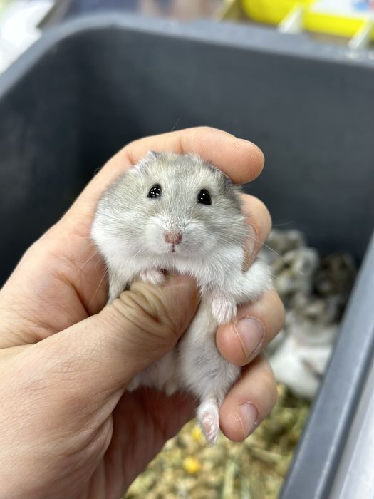 Джунгарский хомяк, джунгарик