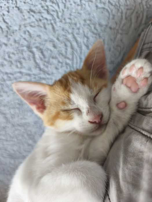 СПЕШНО! Търсим дом за две женски котенца