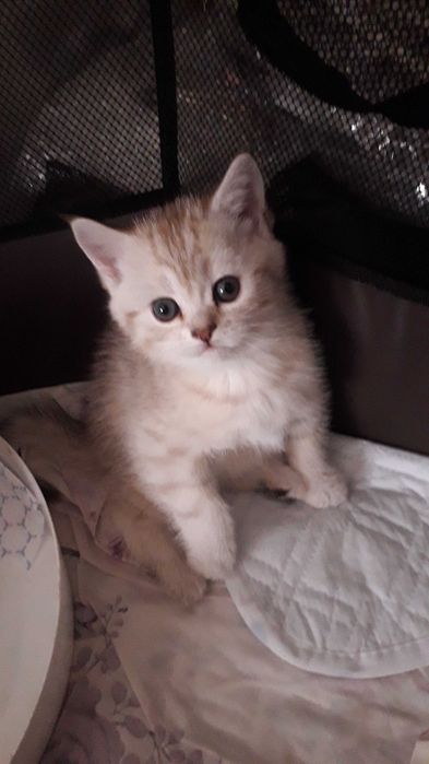 Продаются котята.