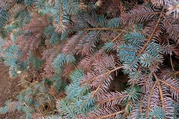 Обработка деревьев от тли и насекомых  Дори сэпиш Садовник Богбон.