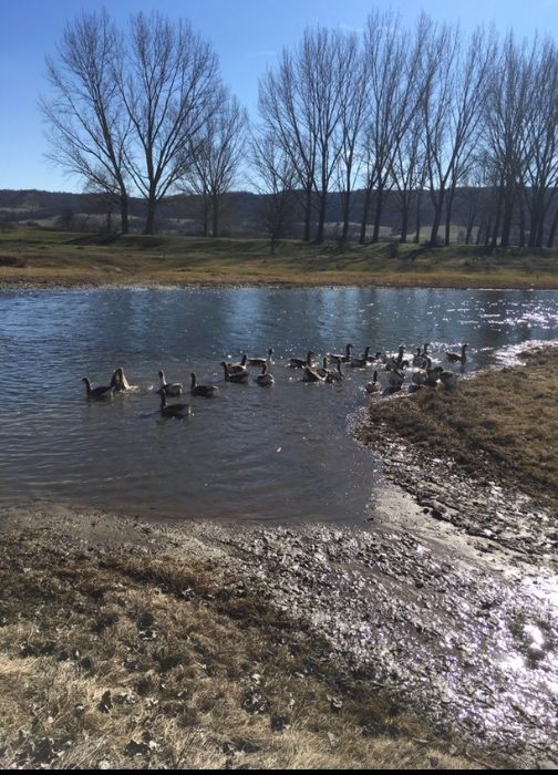 Яйца от гъски тулузки
