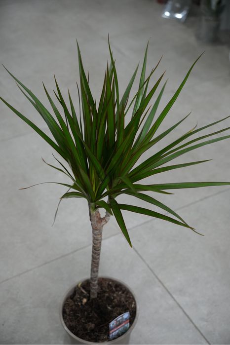 Драцена Маргината 70 см