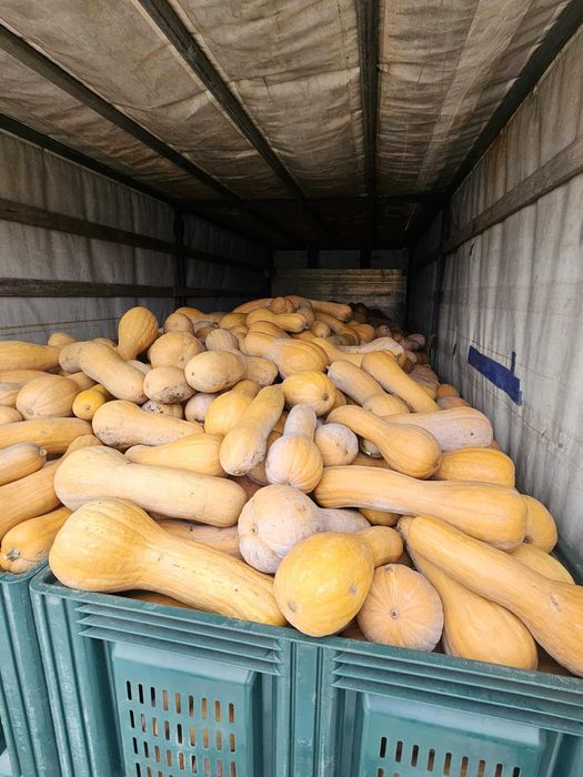 Тиква мускатна виола (цигулка)