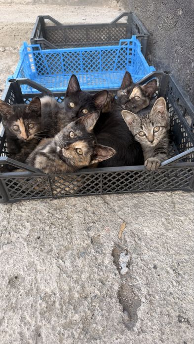 Раздаем котят бесплатно