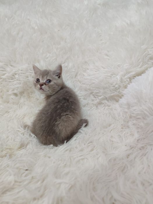 Продам Шотландских котят