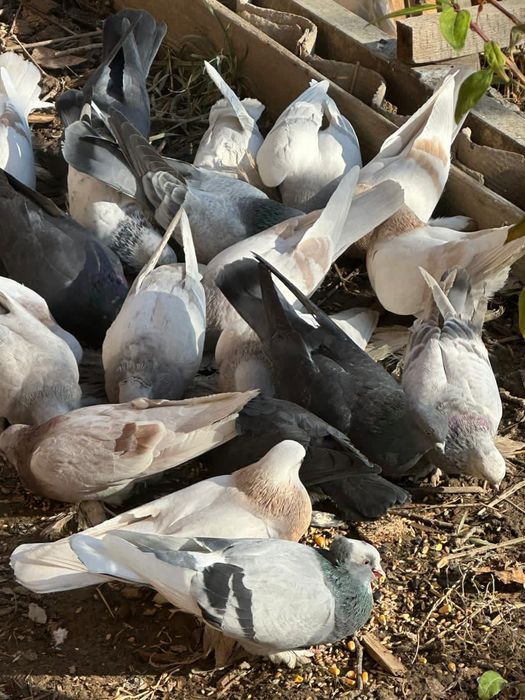 Голуби лохмоногие домашние