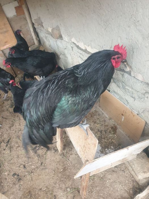 Xöroz Qora shazoda va   sotiladi