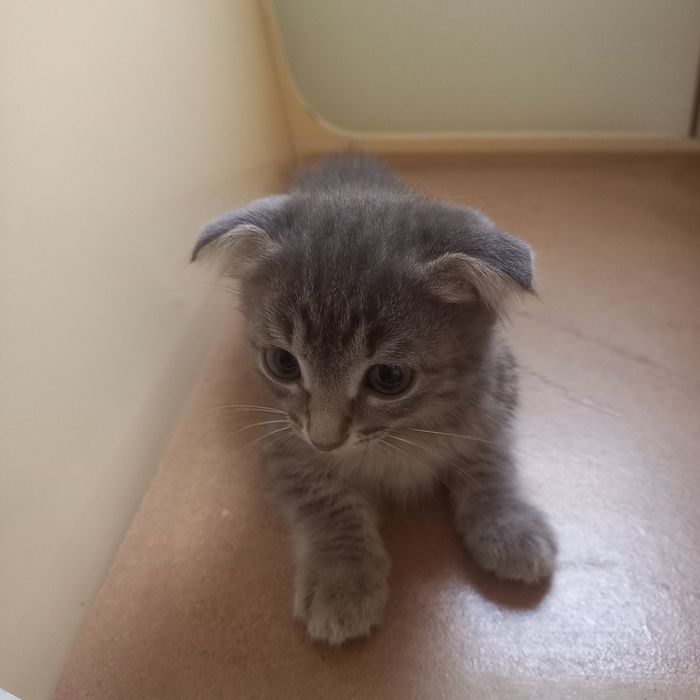 Вислоухий котёнок 1.5  мес мальчик