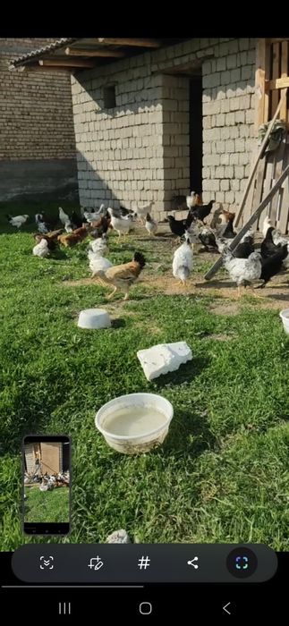 Жўжа сотилади. Соғлом