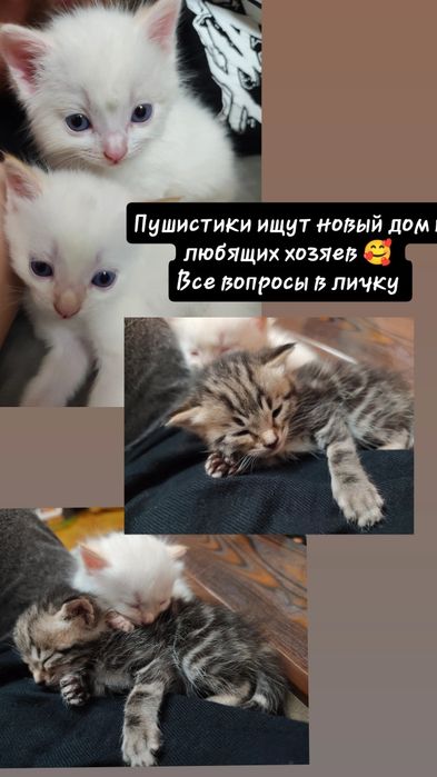 Отдам котят в хорошие руки