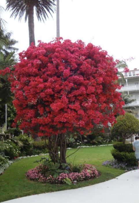 Lagerstroemia indica  ( liliac indian )