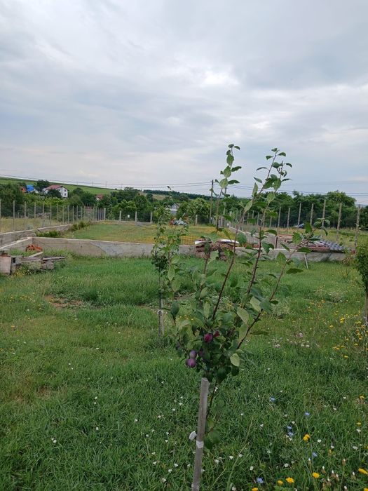 Teren Intravilan De Vânzare