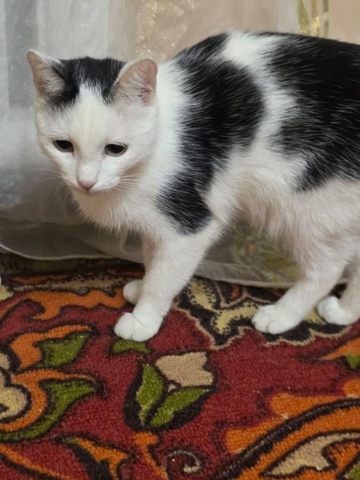 Девочка подросток, стерилизованная