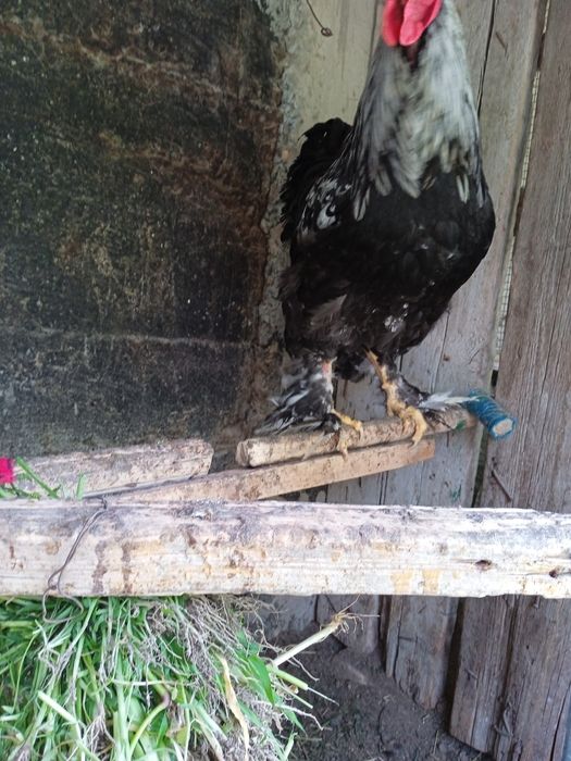 Петухи кара шахзода брама