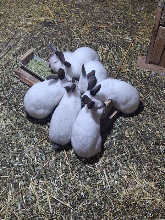 Калифорния 3 месячные