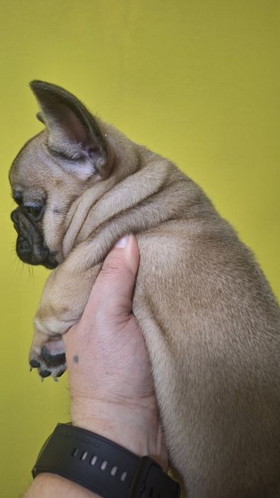 Френско булдоче(мъжко)