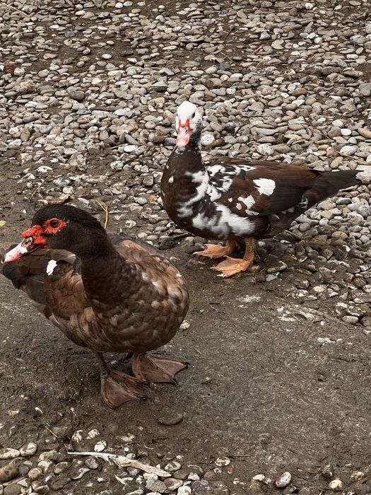 Rațe lesesti ( mute )