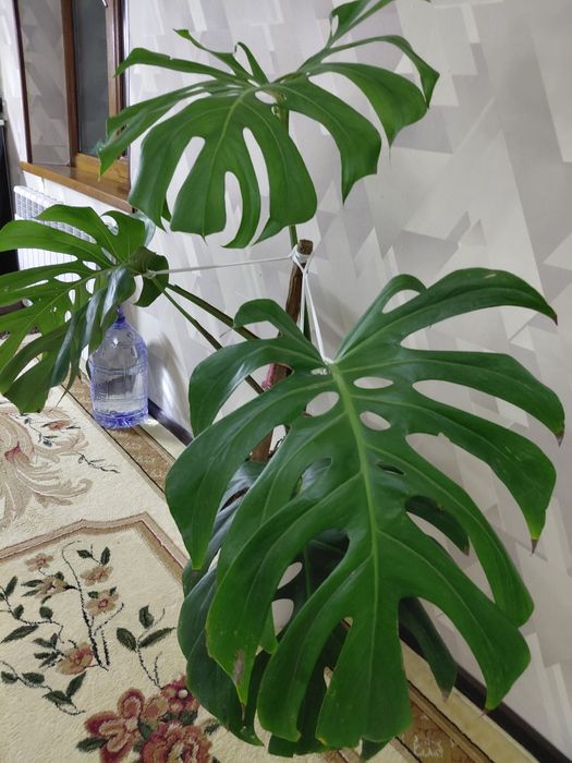 Monsteri guli sotiladi srochno