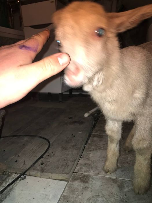 Продам козленка.