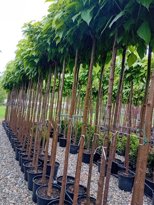 Vând catalpa globulară 2,50 înălțime