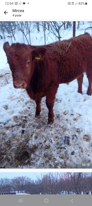 Vand 2 vitei pret 23/kg