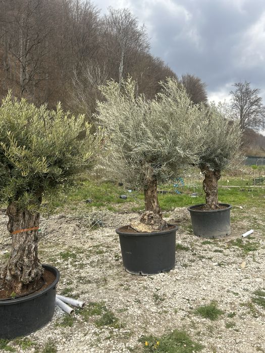 Maslini seculari si bonsai de vanzare