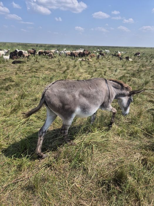 Продам спокойною ослицу