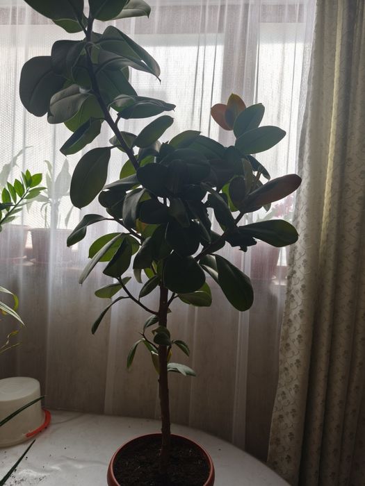 Срочно продам цветы