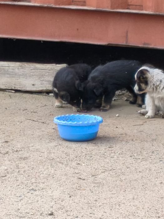 Шенята, щенки в добрые руки