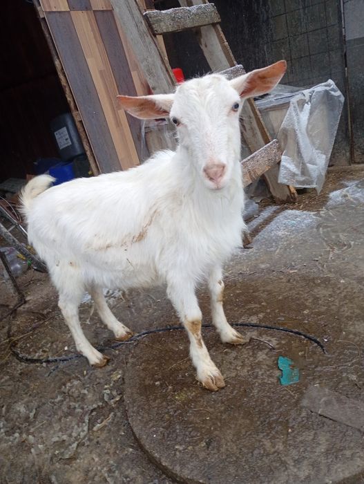 Vând  sau schimb o capra și un țap sannen