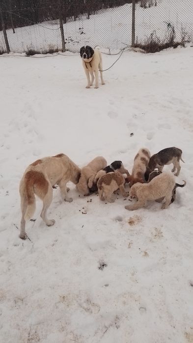 Donez căței kangal ciobănesc