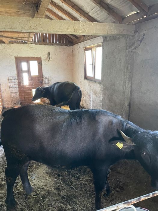 Vand 2 Bivolite tinere